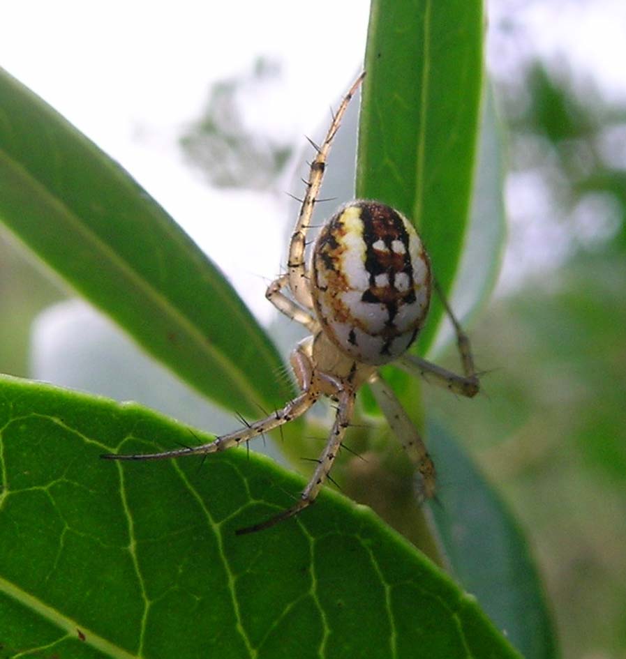 Mangora acalypha